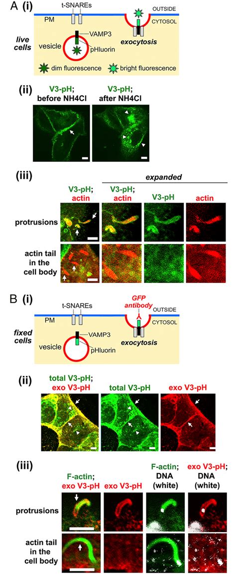 Figure From Listeria Monocytogenes Exploits Host Exocytosis To