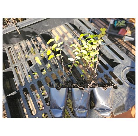 Set of 6 Live Mountain Huckleberry Plants Live Black Berries - Walmart.com