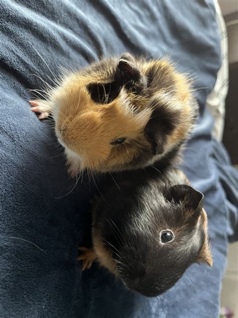 Greater Guinea Pig For Sale In Vallejo 1 Petzlover