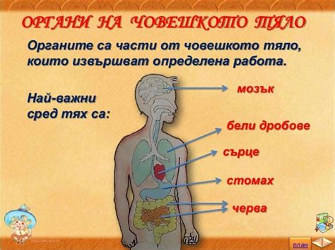 Аз и моето здраве, Органи на човешкото тяло - ЧП, 3 клас, Булвест