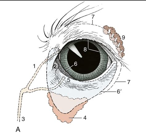 Diagram Of Lacrimal Gland Quizlet