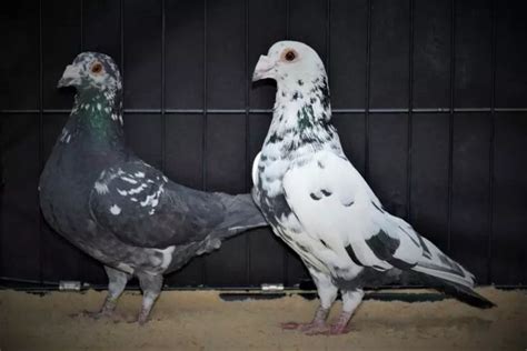 Pigeon Pictures, Homing Pigeons, Pigeon Breeds, Voyageurs, Grown Man ...