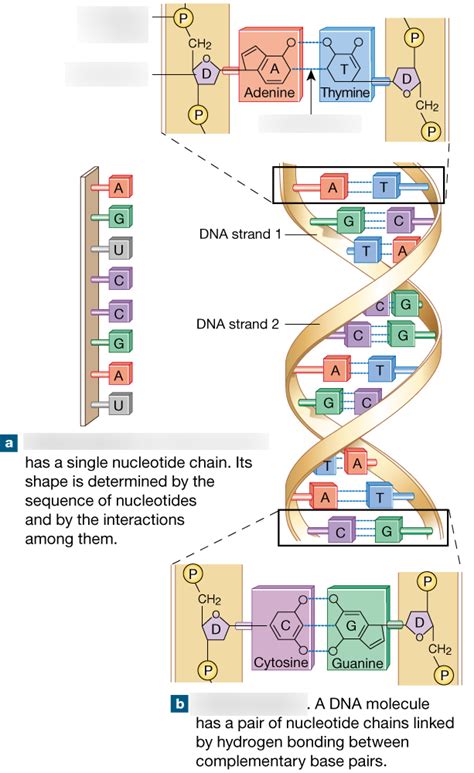 Nucleic Acid Diagram