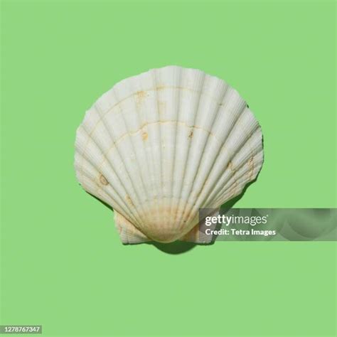 4411 Scallop Shell Stock Photos High Res Pictures And Images Getty