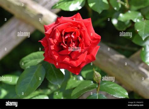 Red Rose Growing Through Garden Fence Stock Photo Alamy
