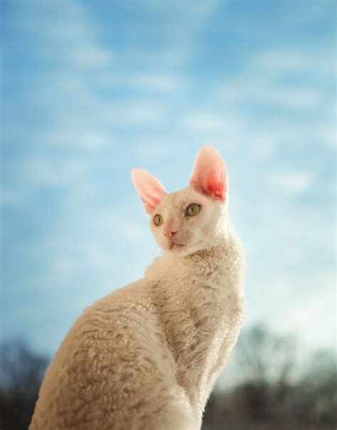 Cornish Rex Cat Breed Information And Characteristics