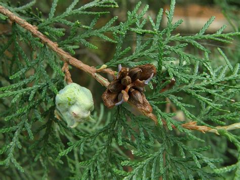 Platycladus Orientalis L Franco Plants Of The World Online Kew