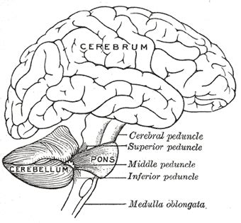 The Brain or Encephalon - Human Anatomy