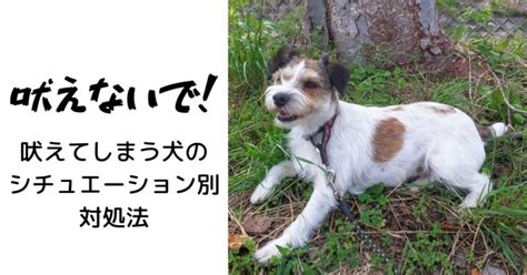 犬が吠えるのやめさせたい！吠える理由別の対策としつけ期間｜らふぁブログ