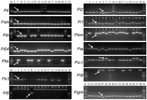 Pcr Amplification Patterns Of Molecular Markers That Discriminate R