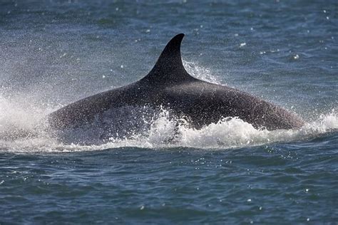 Killer whale / Orca Energetic behavior while the orcas feed