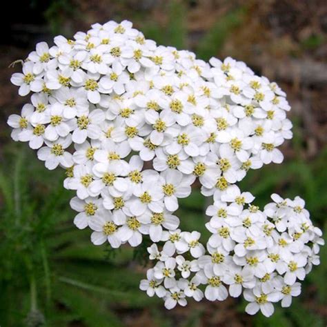 Achillea Millefolium Occidentali Western Yarrow In 2022 Yarrow Plant