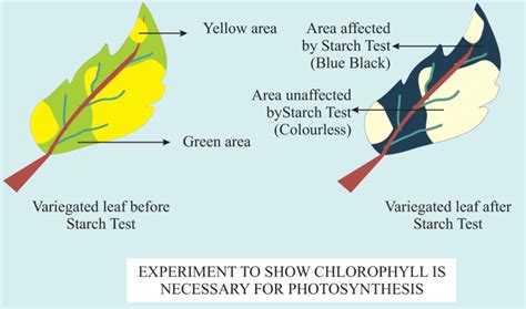 A Variegated Leaf With Green And Yellow Paths Is Used For An Experiment