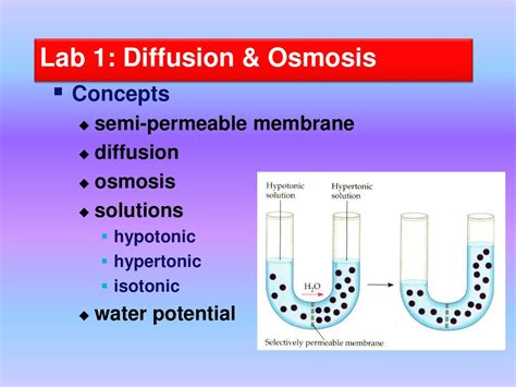 Ap Biology Lab Review Ppt Download