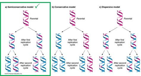 DNA replication in cells