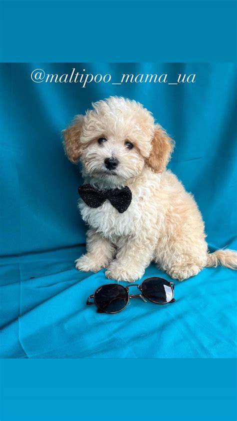Мальтипу Украина мальтіпу | Maltipoo, Mama