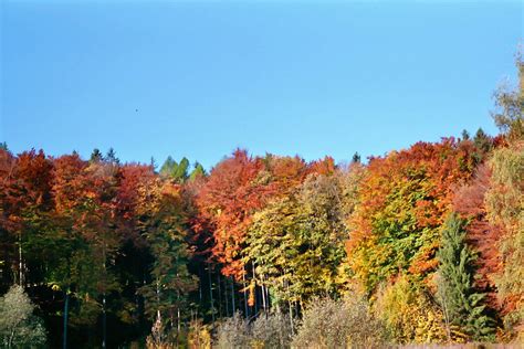 Autumn Voigtl Nder Vitomatic Iiib With Ultron F Lens A W Flickr