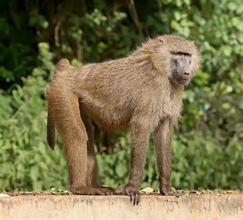 Monkeys | ClearlyExplained.com