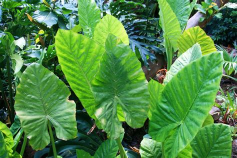 Elephant Ear Plant Drooping Reasons Why Plus Solutions That Will Help