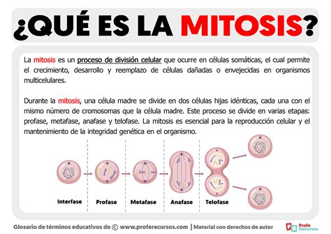 Qu Es La Mitosis Definici N De Mitosis