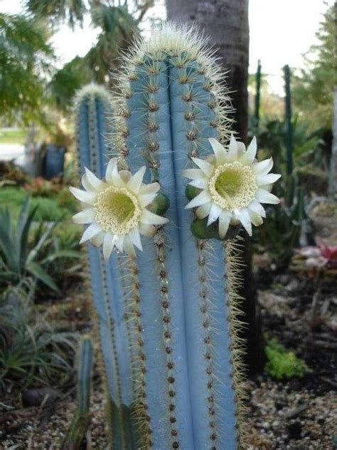 Pilosocereus Azureus Blue Torch Cactus 10 Seeds Unusualseeds