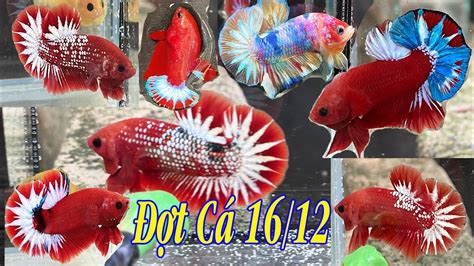 Đợt Cá Betta 1612 Mái Red Fancy Đầu Tròn Fancy Copper Dumbo Gold