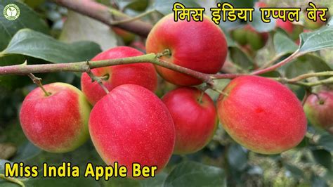 मिस इंडिया एप्पल बेर की खेती में लाखों की कमाई Miss India Apple Ber