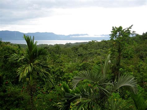 Rds Adventures Ulumani Treetops Milne Bay Province