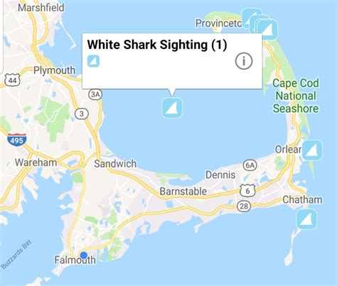 Two Great White Sharks Spotted Off Cape Cod On Saturday Boston Herald