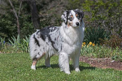 Australian Shepherd Dog Breed Information Australian Shepherd Dog