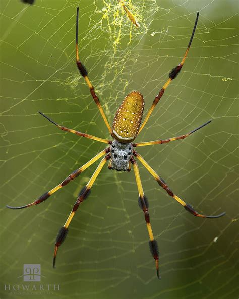 Nephila Golden Silk Orb Spider Gavin Howarth Bermuda Scenic