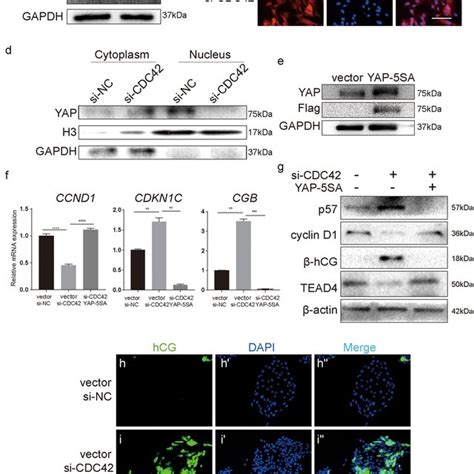 CDC42 Regulates YAP Nuclear Localization By Maintaining The