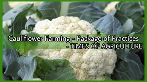 How To Start Commercial Cauliflower Farming Package Of Practices