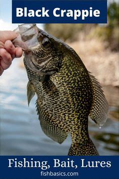 14 Crappie Fishing ideas | crappie fishing, crappie fishing tips, crappie