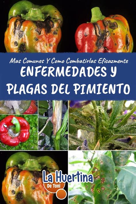 Enfermedades Y Plagas Mas Comunes Del Pimiento