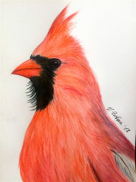 Red Cardinal Bird Drawing In Watercolor Pencils 2018 Handmade Wall