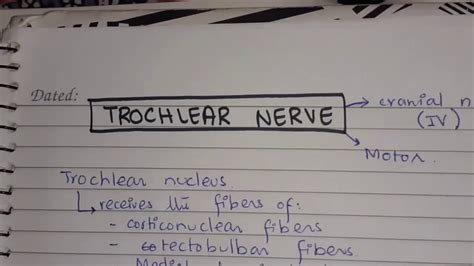 trochlear nerve cranial nerve  youtube