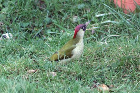 Green Woodpecker