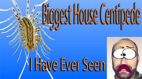 Biggest House Centipede I Have Ever Seen Youtube