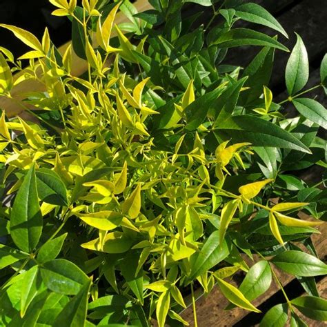 Nandina Domestica Lemon And Lime Evergreen Shrub 2 Litre Pot Bridgend