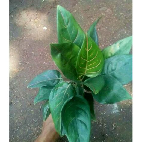 Jual ROTUNDUM Tanaman Hias Aglaonema Aglonema Shopee Indonesia