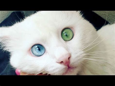 Котята мяукают. Как мяукают котята. Кошка ищет котят - Kitten sound ...