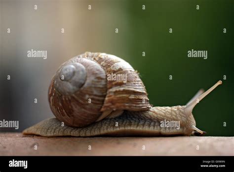 edible snail Stock Photo - Alamy