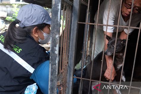 Vaksin Antirabies Bali Antara News