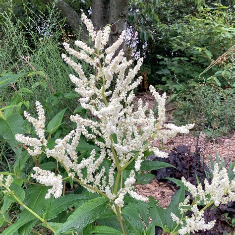 Persicaria Polymorpha White Fleece Flower Puriri Lane