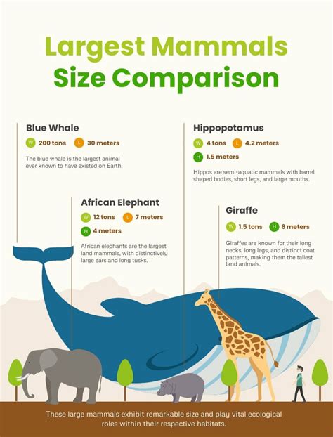 Largest Mammals Size Comparison - Piktochart