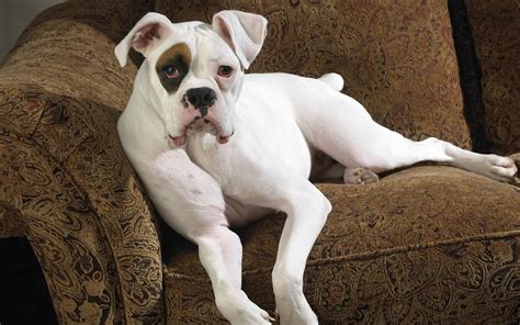 Cute White Boxer Puppies