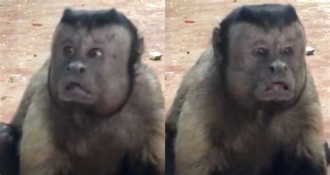 Bizarre! Monkey with a human-like face becomes a new sensation on the internet - World News ...