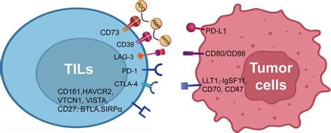 Current Immune Checkpoint Molecules Given The Complex Relationship