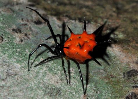 Spiny Mushroom Comb Footed Spider Phoroncidia One Nice Bug Per Day